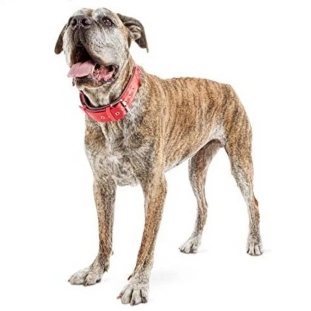 XL XXL new Petco Good2Go big dog red nylon strong collar - Picture 1 of 5